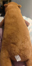愛(ài)尚熊卡皮巴拉抱枕玩偶毛絨玩具超大號(hào)布娃娃女生睡覺(jué)長(zhǎng)條男生日禮物女 曬單實(shí)拍圖