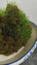 苔蘚青苔植物種子吸水上水石盆栽假山盆鋪面微景觀(guān)孢子粉四季鮮活 野生苔蘚孢子粉【41.9克】 曬單實(shí)拍圖