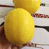 優(yōu)味集進(jìn)口新奇士檸檬【JD順豐現貨速發(fā)】新鮮南非黃檸檬生鮮水果整箱 1斤凈重 商超級大果（單果120g+） 曬單實(shí)拍圖