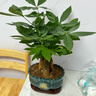 愛(ài)優(yōu)尚發(fā)財樹(shù)小盆栽盆景辦公室桌面盆栽室內客廳綠植好養招財樹(shù)源頭直發(fā) 曬單實(shí)拍圖