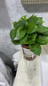 特價(jià)綠蘿盆栽室內客廳辦公室吸甲醛凈化空氣水培植物綠植花卉好養 【1盆】綠蘿+早安吸水盆 整體含盆高度20-25cm 曬單實(shí)拍圖
