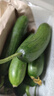 山東壽光水果黃瓜生吃脆新鮮荷蘭青瓜當季無(wú)刺小黃瓜源頭直發(fā) 精品水果黃瓜 2斤 曬單實(shí)拍圖