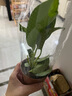 新特價(jià)大葉金鉆綠公主盆栽植物除甲醛綠植辦公室四季常青室內擺放 【1盆】金鉆+基地原盆 含盆高度15-20厘米 曬單實(shí)拍圖