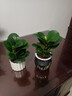 圓葉吸毒王碧玉公主豆瓣綠年宵花擺件植物桌面四季常青花凈化空氣 碧玉+提拉米蘇樹(shù)脂盆【送營(yíng)養土+肥】 曬單實(shí)拍圖