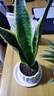 愛(ài)優(yōu)尚金邊虎皮蘭盆栽室內防輻射辦公室吸甲醛虎尾蘭客廳豎紋源頭直發(fā) 曬單實(shí)拍圖