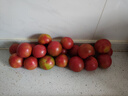 京鮮生 山東鐵皮草莓西紅柿 凈重4.5斤 單果60-150g水果番茄源頭直發(fā) 曬單實(shí)拍圖
