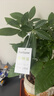 【綠蘿盆栽】吸甲醛凈化空氣水培綠植物懶人花卉好養搬家禮物全 【新居入伙】5年粗壯三桿發(fā)財樹(shù)+招財進(jìn)寶豎紋陶瓷盆 整體含盆高度20-25cm 曬單實(shí)拍圖
