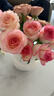 云南鮮花批發(fā)品質(zhì)玫瑰百合水養鮮切花送女友水養鮮花源頭直發(fā) 艾莎（鐵頭公主）-10支 【任選2件—不收運費】 曬單實(shí)拍圖