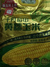十月稻田 黃糯玉米 3.52斤(220g*8根) 25年新玉米 低脂 早餐零食 東北玉米 曬單實(shí)拍圖