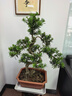 靜黛軒大型迎客松羅漢松盆景造型老樁室內大盆景客廳綠植辦公室好養盆栽 S彎造型羅漢松75-95cm（原盆栽好）打木架 下單后聯(lián)系拍照選貨 曬單實(shí)拍圖