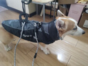 PEITE PET狗狗衣服冬天加厚保暖棉衣中大型犬金毛杜賓邊牧柯基狗衣服可牽引 隕石灰（配牽引繩）【加絨加厚】 3XL （適合30-40斤） 曬單實(shí)拍圖