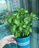 Basil意大利甜羅勒羅勒盆栽金不換九層塔可食用香草綠植西餐香料 意大利甜羅勒【大盆不含盆】 曬單實(shí)拍圖
