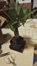 【帶盆高度約15-25cm】發(fā)財樹(shù)盆栽室內植物客廳辦公室吸甲醛好養 單桿發(fā)財樹(shù)+塑料四方舍得盆+小方底座 花盆直徑約8cm 曬單實(shí)拍圖