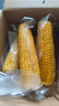 當季新貨頭茬東北黃甜糯玉米棒真空包裝低脂黃糯大棒甜東北黏苞米 黃糯玉米【120-160克】4根 曬單實(shí)拍圖