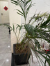 散尾葵大型盆栽富貴椰子植物鳳尾竹綠植盆栽網(wǎng)紅植落地物客廳室內 精品富貴椰子+原盆原土【容易破損】+肥料 高度1-1.2米【10苗起】 曬單實(shí)拍圖