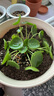 鏡面草ins風(fēng)綠植好養又美觀(guān)室內桌面盆栽綠植花卉吸甲醛凈化空氣 鏡面草6-10葉+紅陶盆+托盤(pán)+土 曬單實(shí)拍圖