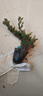 買(mǎi)一發(fā)二迎客松盆景花卉室內外四季常青耐寒松樹(shù)盆景地栽盆栽植物 16年精品苗（買(mǎi)一發(fā)二）送肥+盆 曬單實(shí)拍圖