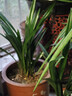 蘭花苗盆栽墨蘭建蘭惠蘭四季開(kāi)花好養濃香型客廳室內觀(guān)賞花卉綠植 2【富山奇蝶】 5苗連體【送肥】當年開(kāi)花多多 曬單實(shí)拍圖