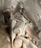 蝦有蝦途去頭小黃花魚(yú)鮮活冷凍小黃魚(yú)海捕魚(yú)海魚(yú)整箱批發(fā)價(jià)4斤凈重 【去頭】深海小黃魚(yú) 4斤去頭小黃魚(yú) 曬單實(shí)拍圖