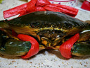 【活鮮】特大青蟹鮮活 超大母膏蟹公蟹肉蟹 中秋禮品 紅膏母蟹 1斤 （1只） 曬單實(shí)拍圖