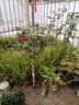 棒棒糖樹(shù)樁月季花苗樹(shù)狀特大花朵四季開(kāi)花花卉植物庭院玫瑰花樹(shù)苗 紅果汁【多季循環(huán)開(kāi)花】 粗度：直徑2-2.2cm 曬單實(shí)拍圖