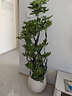 嘆為觀(guān)止大型植物發(fā)財樹(shù)各種大顆盆栽開(kāi)業(yè)喬遷客廳辦公室內好養大型花卉 造型鴨腳木【1.5-1.7米】 含盆 曬單實(shí)拍圖