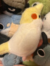 捉趣翠鳥(niǎo)毛絨玩具可愛(ài)小鳥(niǎo)玩偶公仔睡覺(jué)桌伴抱枕陪睡娃娃女生生日禮物 玄鳳鸚鵡-約14cm 鸚鵡鳥(niǎo)系列 曬單實(shí)拍圖