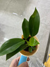 新特價(jià)大葉金鉆綠公主盆栽植物除甲醛綠植辦公室四季常青室內擺放 【1盆】金鉆+基地原盆 含盆高度15-20厘米 曬單實(shí)拍圖