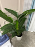 植男植女天堂鳥(niǎo)客廳辦公室內好養落地大盆栽真綠植物吸甲醛凈空氣源頭直發(fā) 曬單實(shí)拍圖