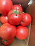 【超市精選】山東沙瓤水果西紅柿新鮮番茄蔬菜減肥單果100g起 西紅柿中大果 3斤 帶箱 曬單實(shí)拍圖