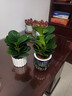 圓葉吸毒王碧玉公主豆瓣綠年宵花擺件植物桌面四季常青花凈化空氣 碧玉+提拉米蘇樹(shù)脂盆【送營(yíng)養土+肥】 曬單實(shí)拍圖