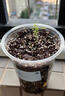 新品文竹種子文竹盆栽室內種植室外耐寒花種文竹種籽四季庭院種植 文竹種子【10粒+盆+土+肥】粒粒精選 曬單實(shí)拍圖
