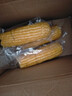 京覓東北黃糯玉米260g*8棒 甜黏玉米棒早餐 低脂代餐 真空裝 源頭直發(fā) 曬單實(shí)拍圖