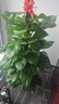 Only you【兩小時(shí)達】發(fā)財樹(shù)大型盆栽綠植花卉室內客廳辦公室開(kāi)業(yè)喬遷送禮 綠蘿 曬單實(shí)拍圖