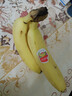 黃胖子進(jìn)口香蕉650g 曬單實(shí)拍圖