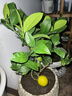 帶花或帶果香水檸檬樹(shù)帶果苗可食用檸檬樹(shù)四季結果盆栽綠植結果 檸檬：帶花或帶果50高以上1顆 曬單實(shí)拍圖