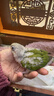小太陽(yáng)鸚鵡純手養雛鳥(niǎo)斷奶黃邊鳳梨肉桂綠頰鸚鵡會(huì )說(shuō)話(huà)親人寵物鳥(niǎo) 鳳梨雛鳥(niǎo)（帶卡）包活到家 曬單實(shí)拍圖