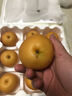 京鮮生 正宗萊陽(yáng)秋月梨凈重4斤 單果200g+ 一級果 生鮮水果 源頭直發(fā) 曬單實(shí)拍圖
