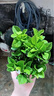 卉優(yōu)九里香梔子花盆栽濃香型室內陽(yáng)臺好養易活綠植花卉金鉆凈化空氣 精品梔子花15cm不帶花苞【原盆】 曬單實(shí)拍圖