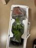 八芽文竹盆栽懶人水培植物客廳室內桌面好養四季好養發(fā)財樹(shù)綠植吸甲醛 春羽-波浪瓶-密胺托盤(pán) 含盆 曬單實(shí)拍圖