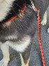 KAMPET狗狗項圈刻字大型犬中型小型犬大狗小狗圈狗脖套牽引繩狗繩真牛皮 紅色項圈 S 頭層牛皮 曬單實(shí)拍圖