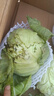 包菜新鮮卷心菜大頭菜農戶(hù)自種當季綠葉蔬菜綠甘藍 綠甘藍 5斤 曬單實(shí)拍圖