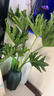 年宵花富貴竹龍鱗春羽水培植物春節過(guò)年裝飾綠蘿盆栽花卉綠植年貨 精品大葉龍鱗春羽60-80cm【1棵】 曬單實(shí)拍圖