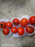 新鮮沙瓤西紅柿自然成熟現摘現發(fā)番茄下蔬菜生鮮減肥單果80g+ 新鮮西紅柿 3斤 凈重 曬單實(shí)拍圖