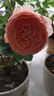果汁陽(yáng)臺月季花苗四季開(kāi)花卉盆栽綠植物室內花易活玫瑰帶花苞庭院 果汁陽(yáng)臺【大花濃香，月月開(kāi)分枝多】 【帶花苞】【盆口徑15cm】原盆冠25高35 曬單實(shí)拍圖