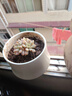 憶潤蝶多肉植物帶盆綠植花卉盆栽貴貨老樁群生玉樹(shù)玉露仙人掌肉肉 洛可可2-3頭5-6cm【帶盆栽好】 曬單實(shí)拍圖