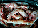 櫻花蝦野生海捕新鮮鮮活冷凍鐵殼蝦火焰蝦生腌玫瑰蝦刺身海蝦 三斤裝櫻花蝦 曬單實(shí)拍圖