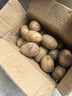 高山小土豆馬鈴薯新鮮高山農家迷你小洋芋 高山小土豆  凈重4.5斤 曬單實(shí)拍圖