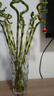 績(jì)光富貴竹轉運竹彎竹龍竹水竹開(kāi)運水養竹子帶根水培植物花卉室內綠植 不含盆 【帶根】轉運竹彎竹-60厘米-10棵 曬單實(shí)拍圖