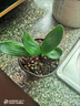 四季除甲醛君子蘭小苗珍珠王圓頭和尚虎頭麻臉特級寬短葉綠植盆栽 沐沐一號 4葉苗 帶盆栽好 曬單實(shí)拍圖
